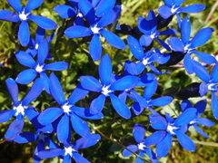 Gentiana bavarica bavarica