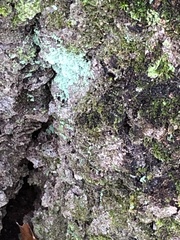 Lecanora thysanophora