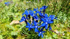 Gentiana bavarica bavarica