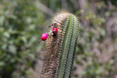 Coleocephalocereus fluminensis