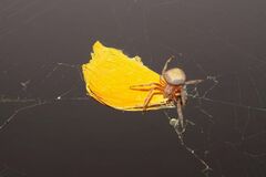 Eriophora