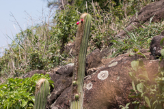 Coleocephalocereus fluminensis