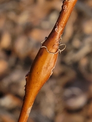 Rabdophaga rigidae