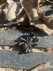 Cyclocosmia truncata