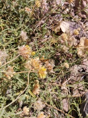 Hylephila phyleus phyleus