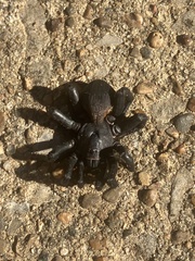 Cyclocosmia truncata