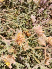 Hylephila phyleus phyleus