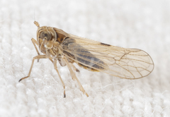 Metadelphax propinqua