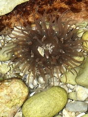 Anthopleura michaelseni