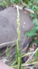 Setaria geminata