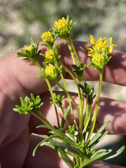 Encelia stenophylla