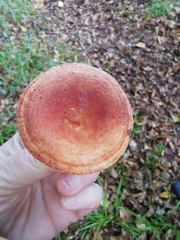 Lactarius xanthogalactus