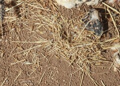 Hodotermes mossambicus