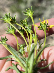 Encelia stenophylla