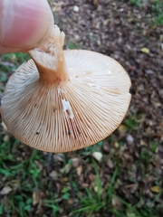 Lactarius xanthogalactus