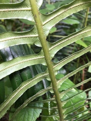 Blechnum attenuatum