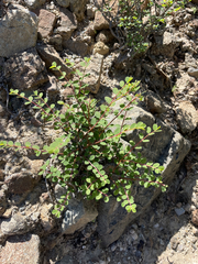 Euphorbia magdalenae
