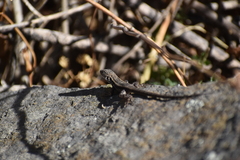 Stenocercus ornatissimus