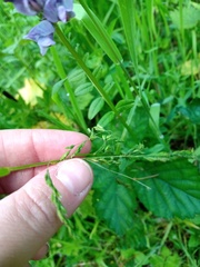 Poa trivialis