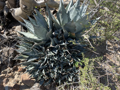 Agave vizcainoensis