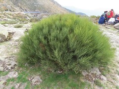 Cytisus oromediterraneus