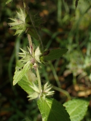 Stachys palustris