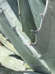Agave vizcainoensis