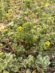 Oncosiphon sabulosus