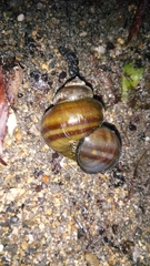 Viviparus contectus