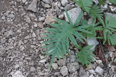 Polypodium cambricum