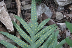 Polypodium cambricum