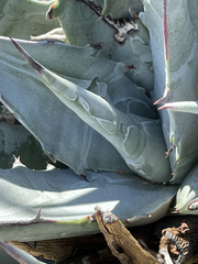 Agave vizcainoensis