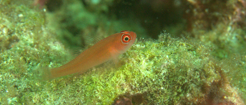 Benjamin's pygmygoby (Trimma benjamini) — Gobiidae