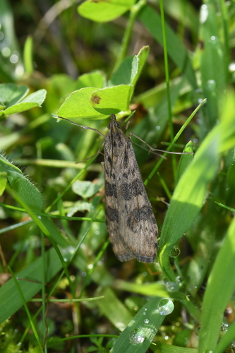 Nomophila noctuella