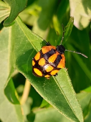 Stiretrus decastigmus