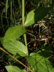 Stachys palustris