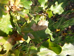 Tischeria ekebladella