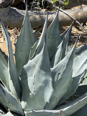 Agave vizcainoensis