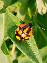 Stiretrus decastigmus