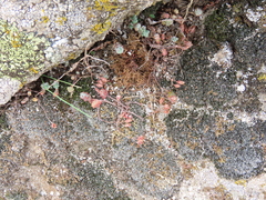 Sedum brevifolium
