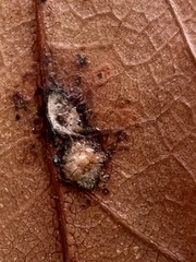 Neuroterus quercusverrucarum