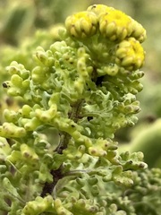 Oncosiphon sabulosus