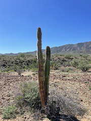 Lophocereus schottii