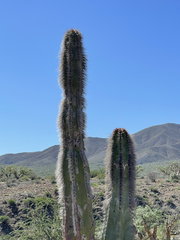 Lophocereus schottii