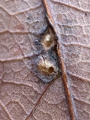 Neuroterus quercusverrucarum