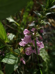 Stachys palustris