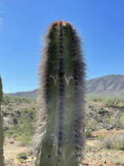 Lophocereus schottii