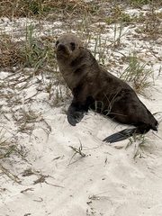 Arctocephalus pusillus pusillus