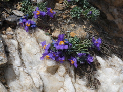 Linaria alpina