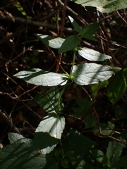 Stachys palustris